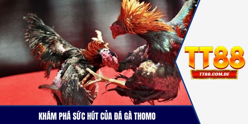 Khám phá sức hút của đá gà thomo tại TT88